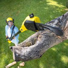 Best Tree Maintenance Programs  in Comstock Northwest, MI