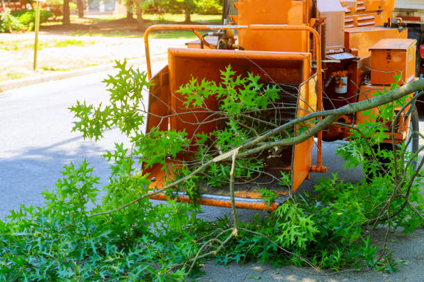 Best Tree Trimming and Pruning  in Comstock Northwest, MI